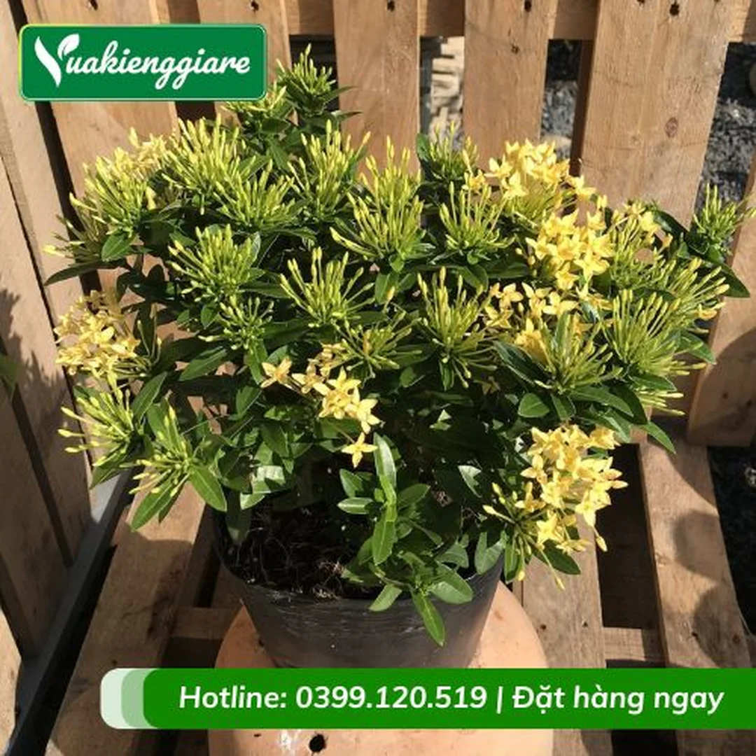 Cây trang thái vàng trồng cảnh quan sân vườn