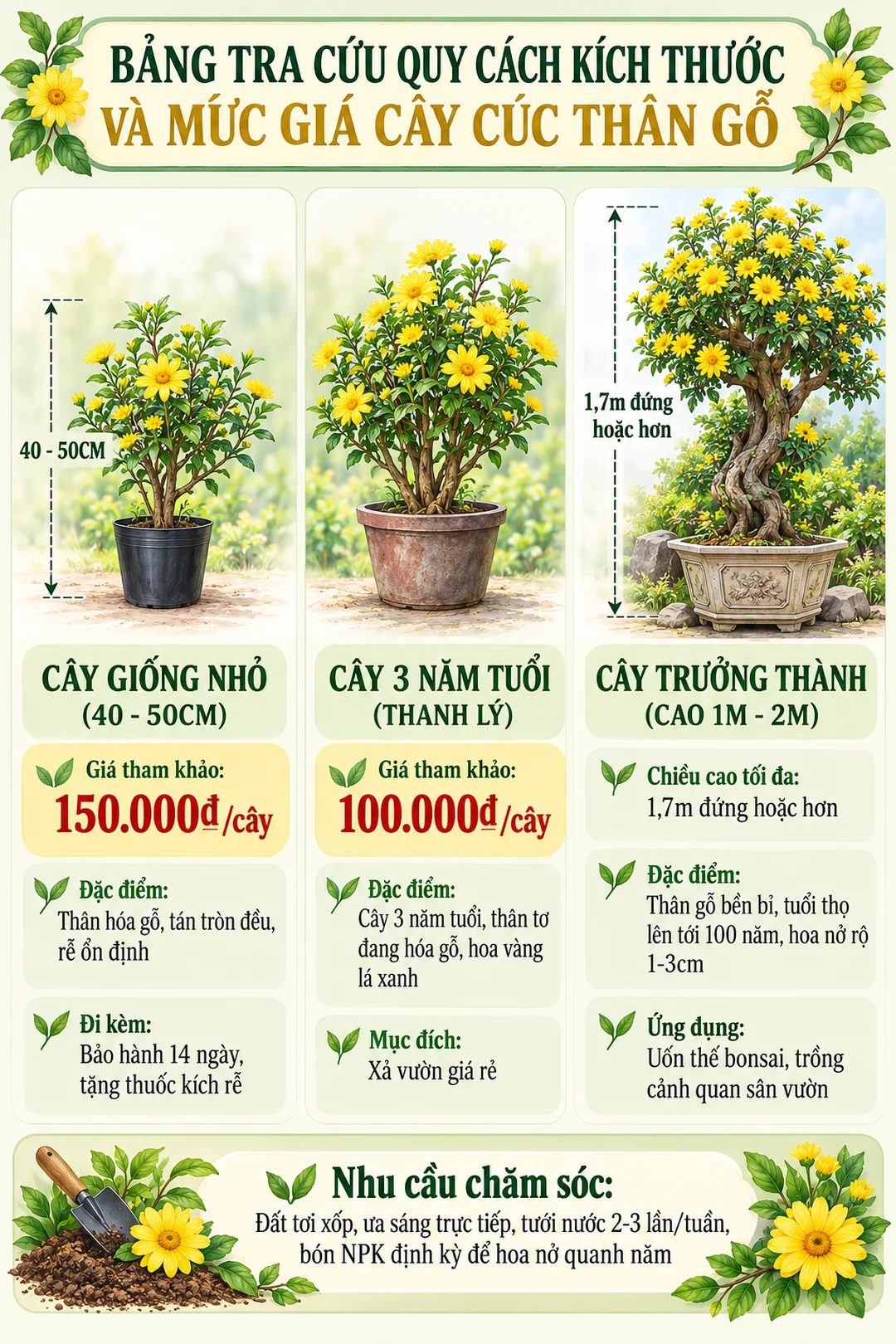 giá cây cúc thân gỗ theo kích thước