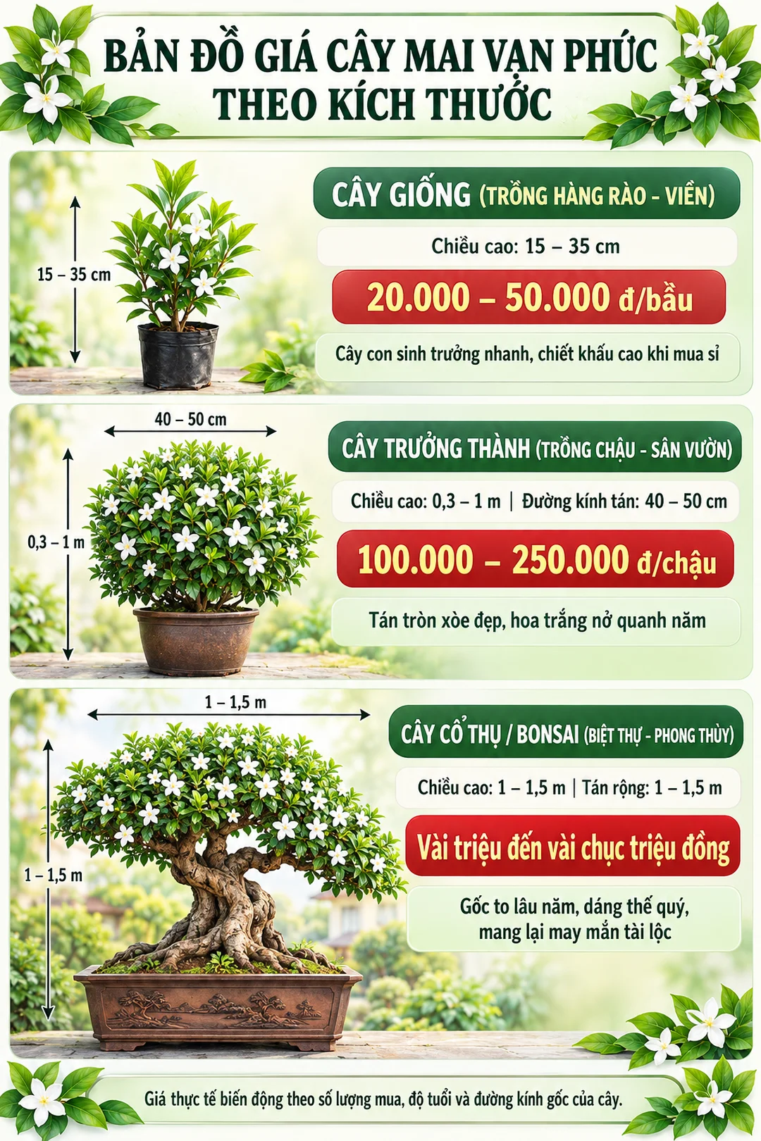 giá cây mai vạn phúc theo kích thước