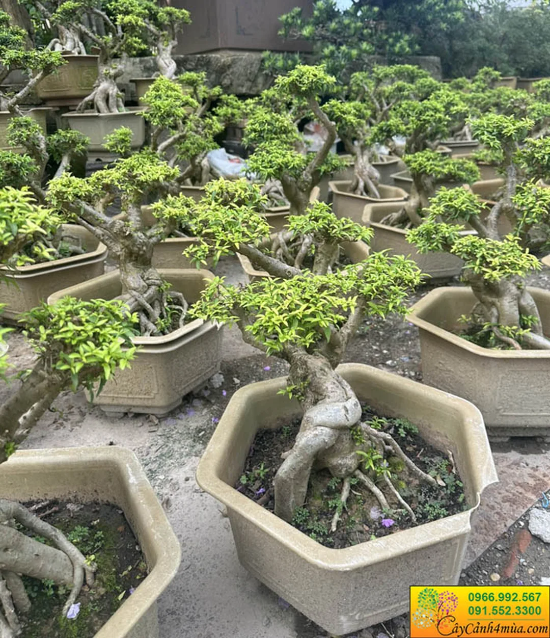 Gốc mai chiếu thủy kích thước lớn đặt trong chậu