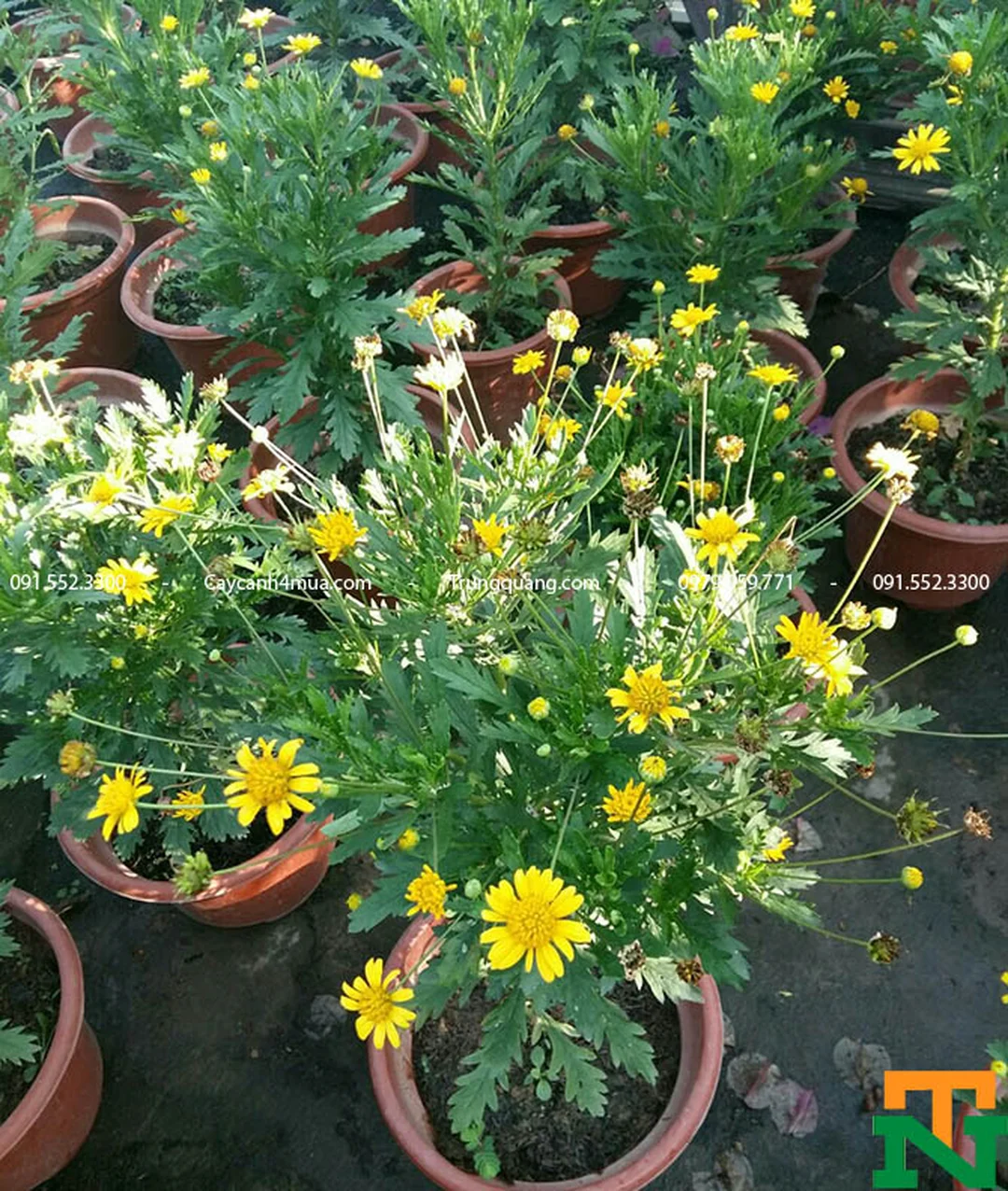 Hoa cúc vàng thân gỗ nở rộ