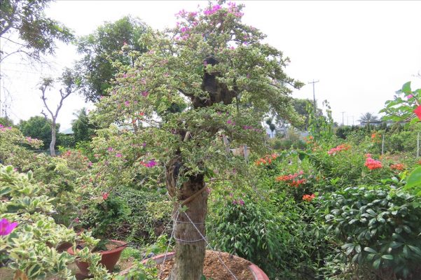 cây bông giấy cẩm thạch
