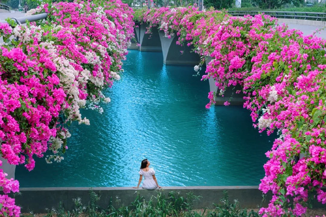 Hoa giấy trồng ven lối đi sân vườn