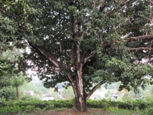 Nhận trồng cây hồng xiêm tại Phước Long