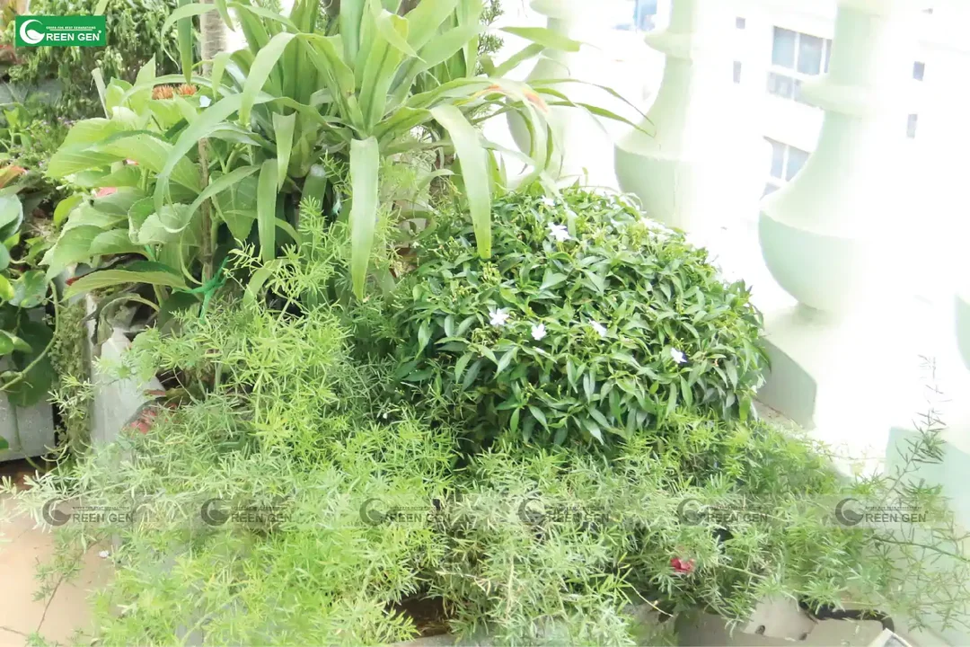Kiểm tra sức khỏe tán lá cây mai vạn phúc phòng trừ sâu bệnh