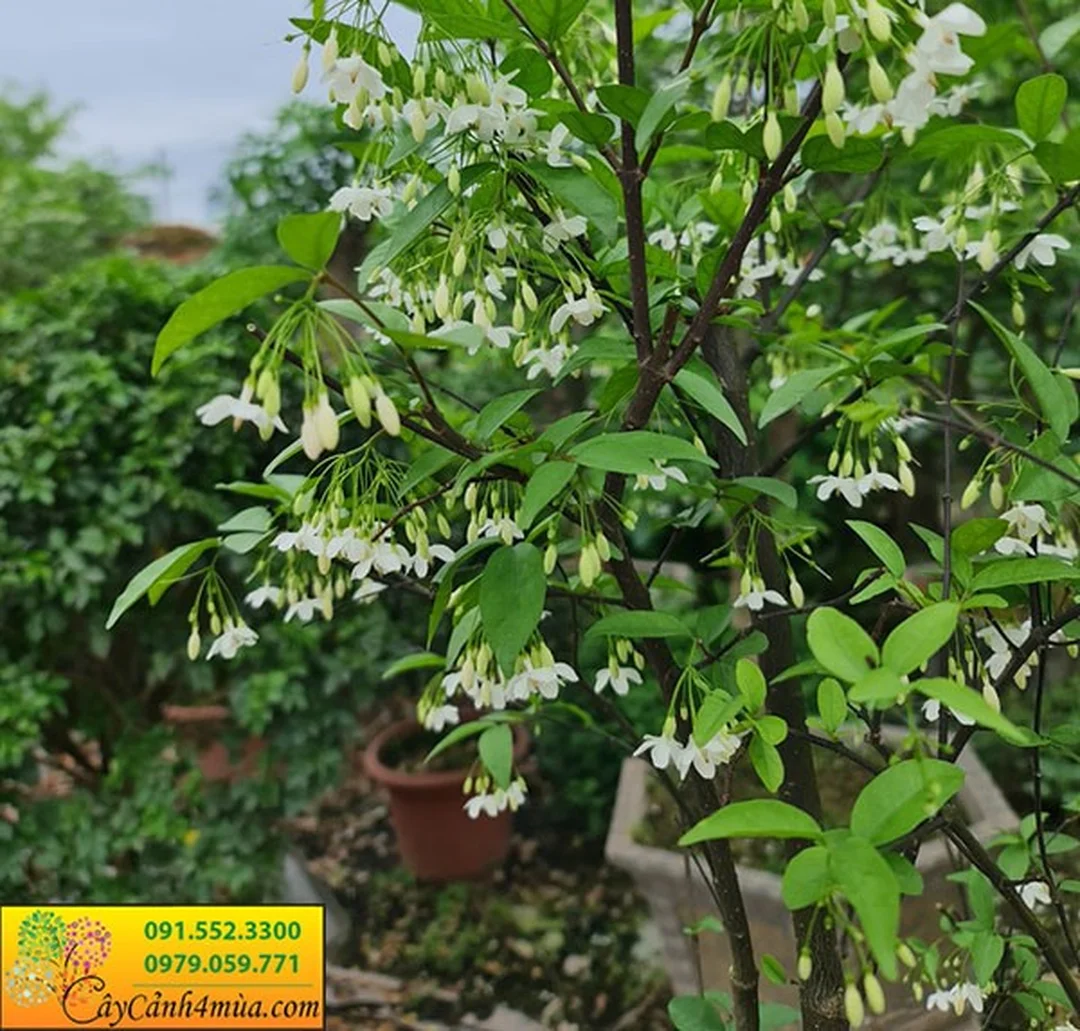 Mai chiếu thủy bonsai tạo tác chuẩn nét