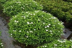 Cách trồng cây mai vạn phúc tại Chơn Thành
