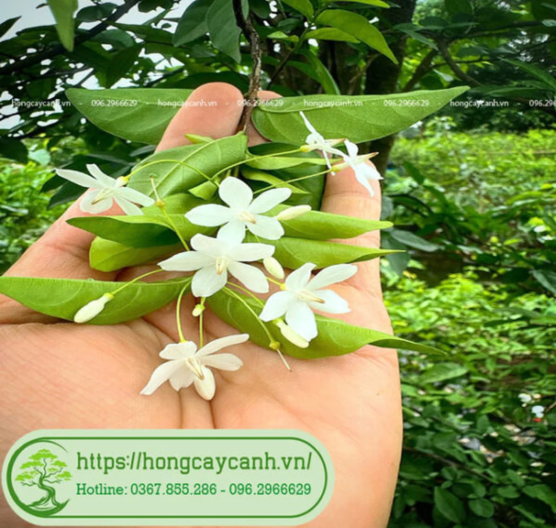 Minh họa cây mai chiếu thủy sân vườn