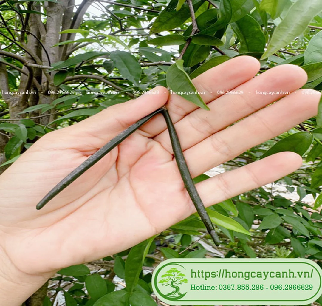 Quả cây mai chiếu thủy