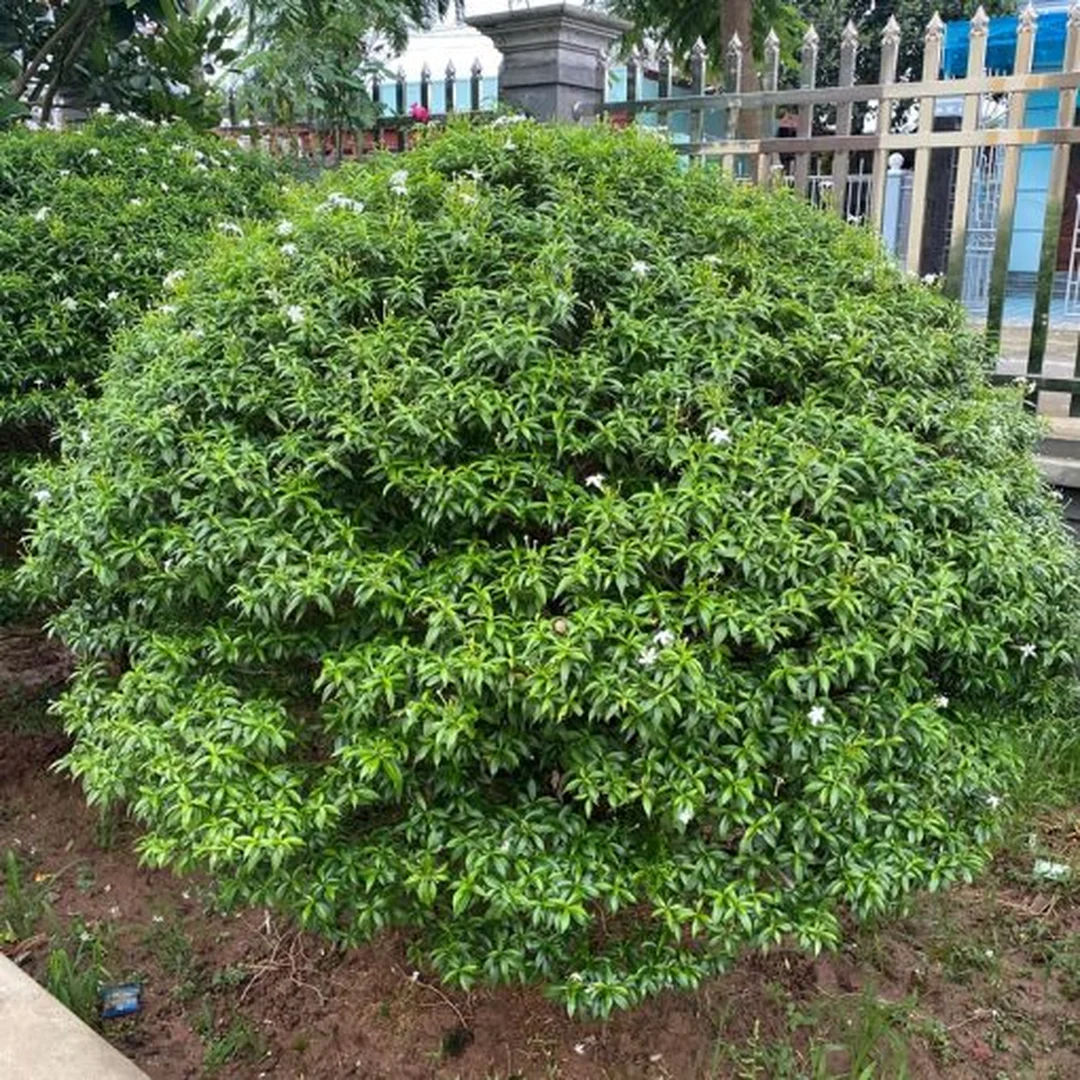Quy cách bầu rễ cây mai vạn phúc khỏe mạnh trước khi bàn giao