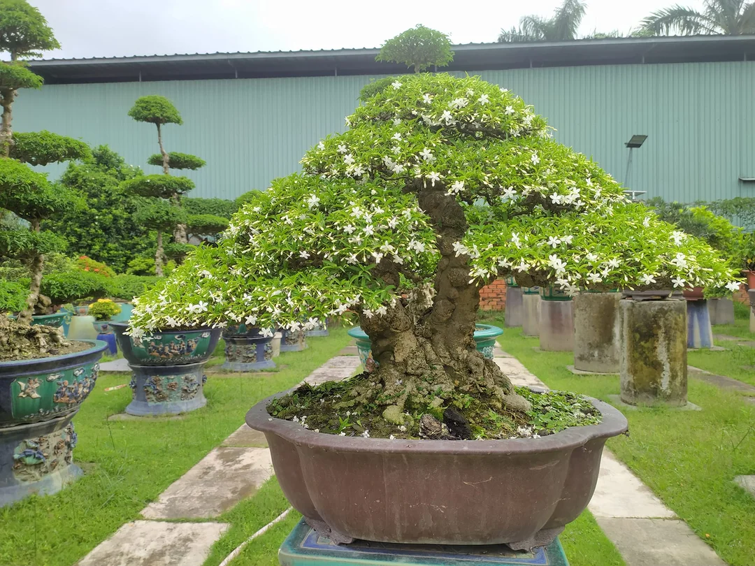 Quy trình bốn bước ép cây mai chiếu thủy ra hoa rộ