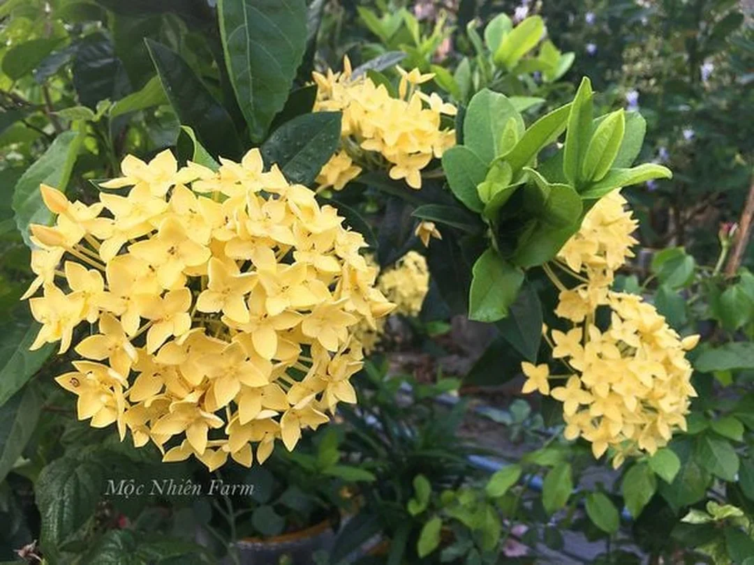 Quy trình trồng cây trang vàng