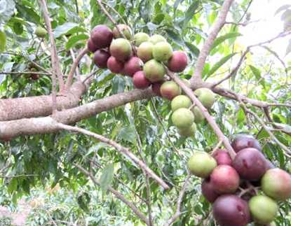 re-cay-hong-quan-min-3 hinh-anh-cay-hong-quan