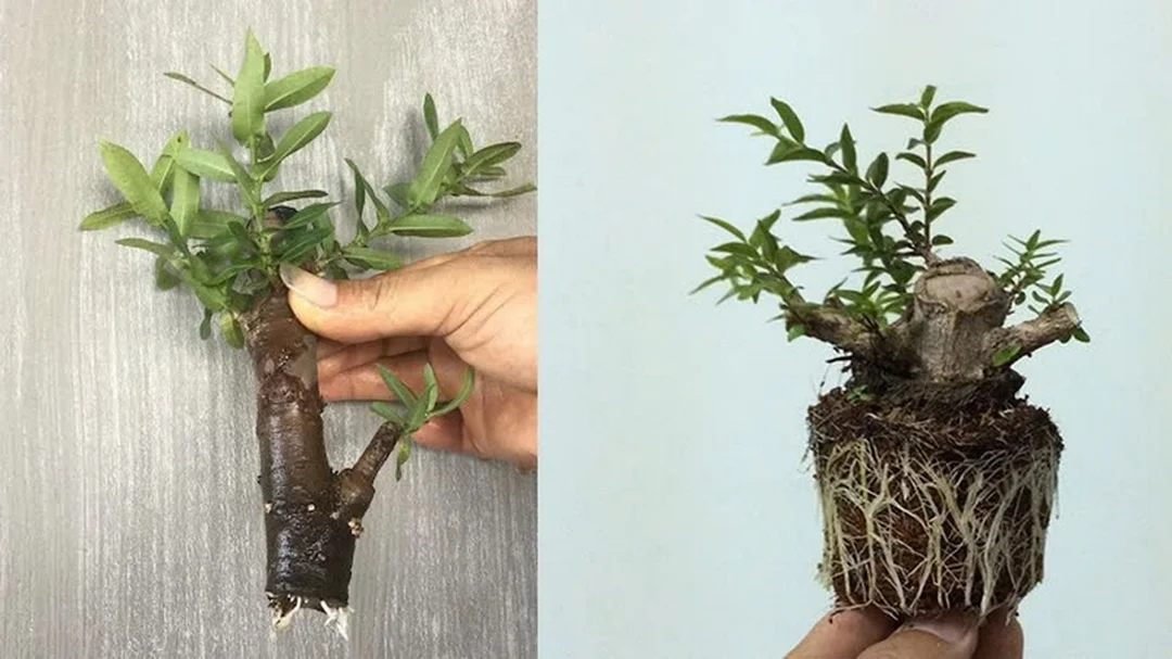 Tiêu chí kiểm tra cây khỏe mạnh khi trồng sân vườn