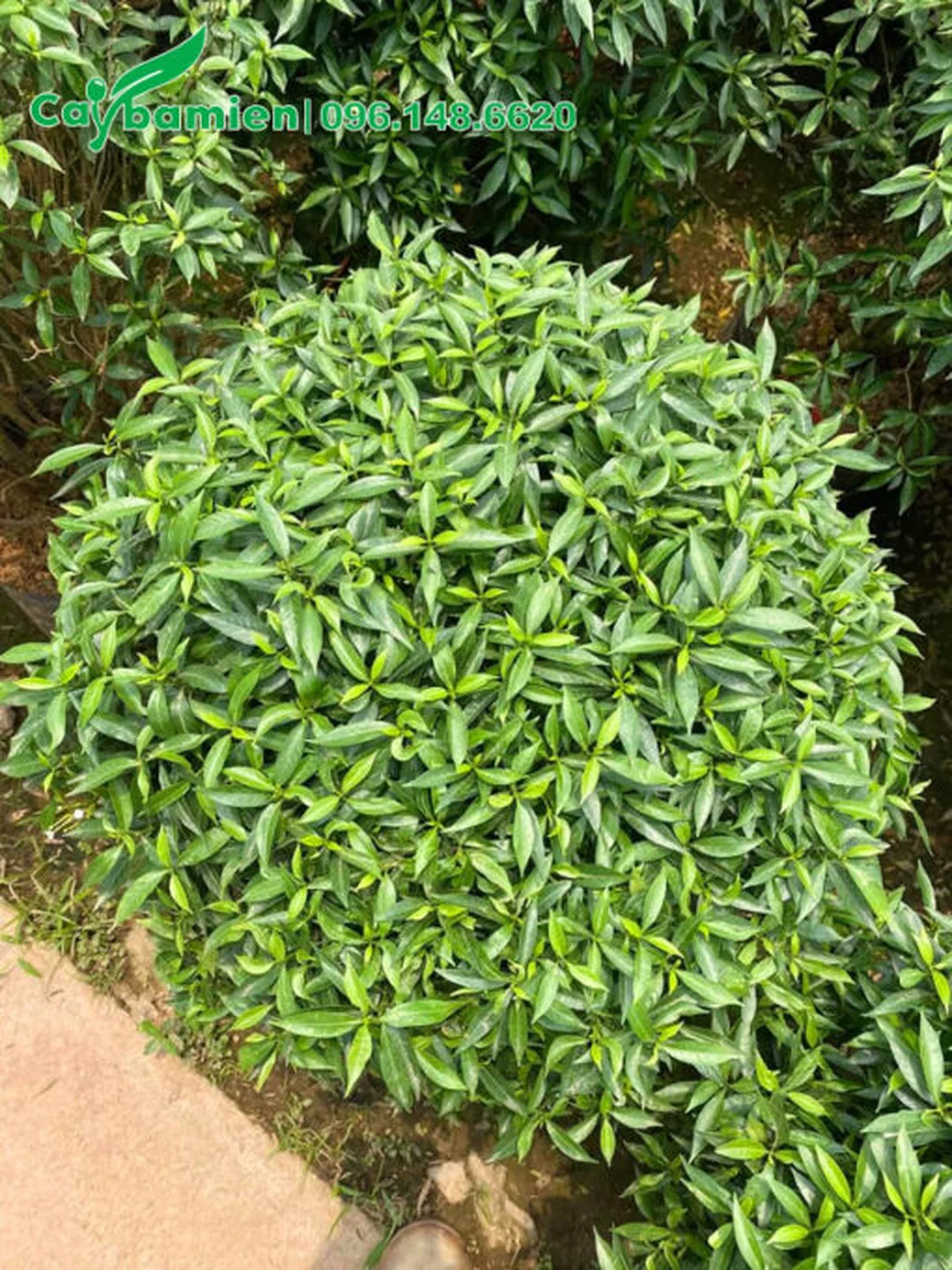 Trồng cây mai vạn phúc làm cảnh quan lối đi
