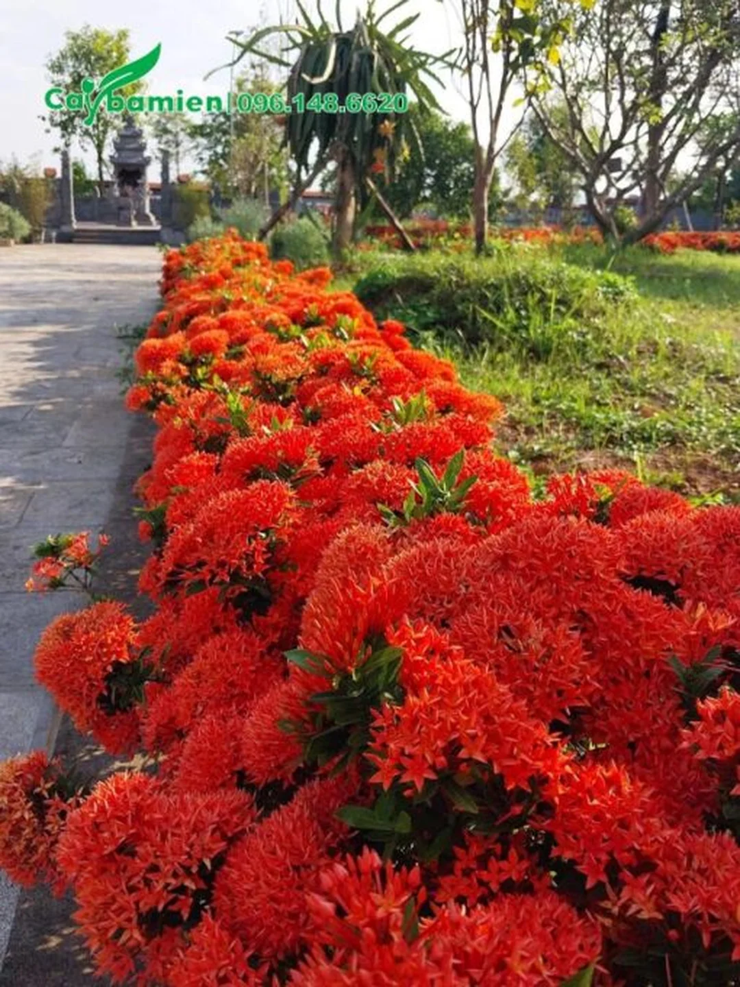 Trồng cây trang đỏ viền cảnh quan sân vườn