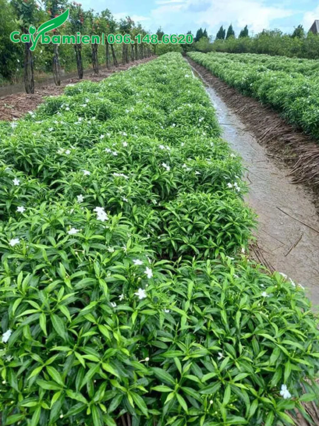 Vườn ươm nhân giống mai vạn phúc